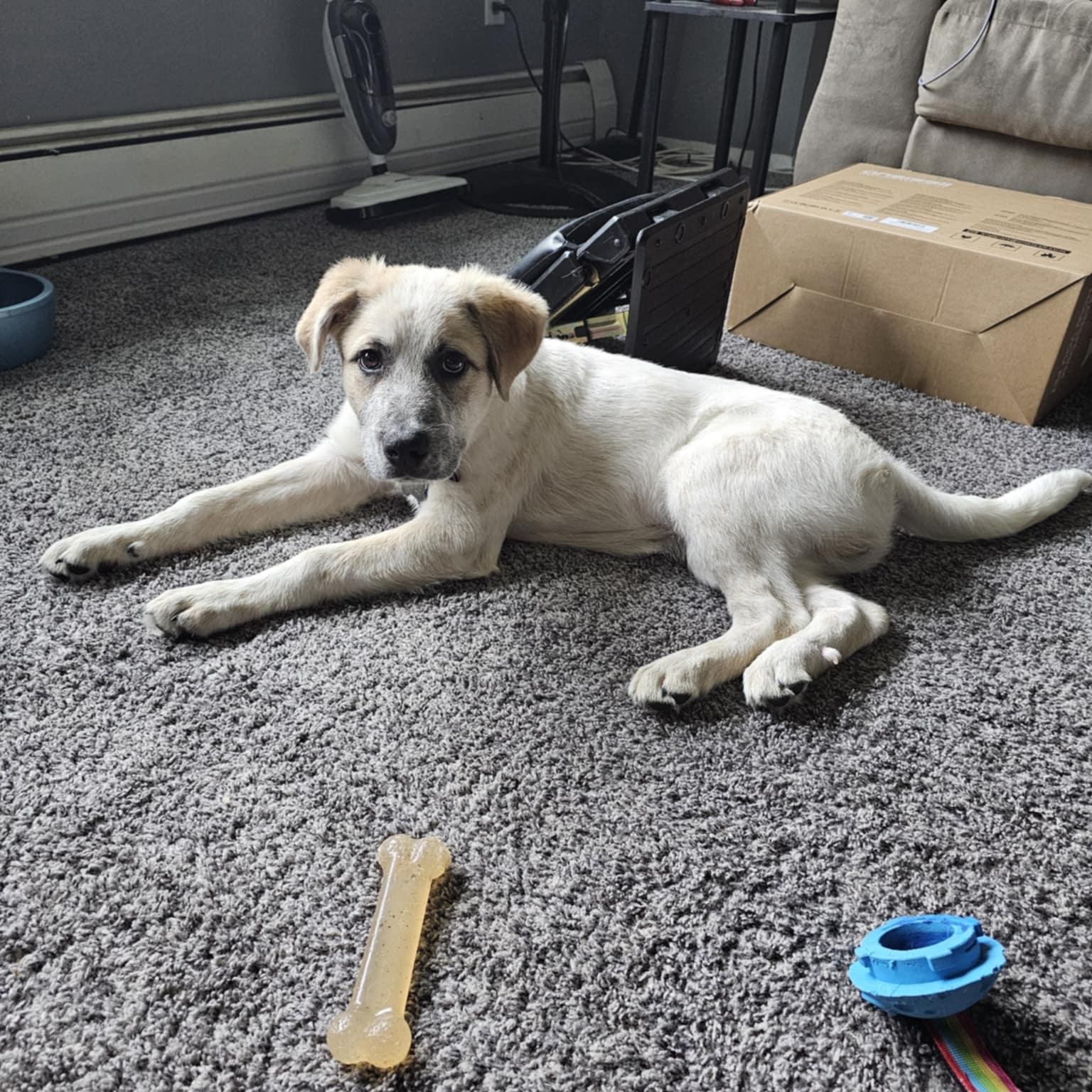 Enlarge Hades, a Adopted mixed breed in Keansburg, NJ image 2/4