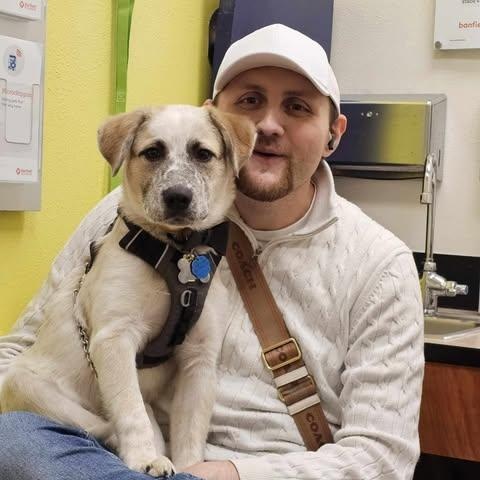 Hades, Adopted, Young Male Great Pyrenees.