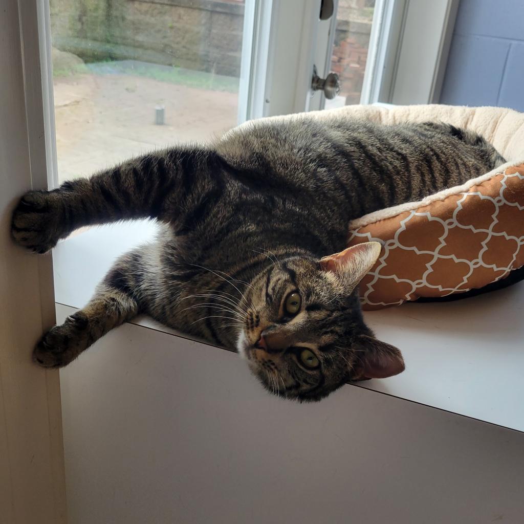 Enlarge Vayda, a Adoptable Domestic Short Hair in Simpsonville, SC image 1/6