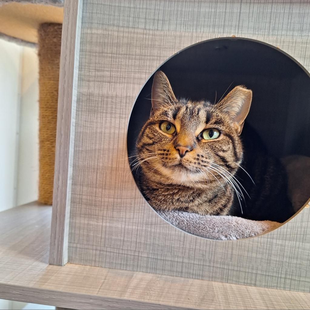 Enlarge Vayda, a Adoptable Domestic Short Hair in Simpsonville, SC image 4/6