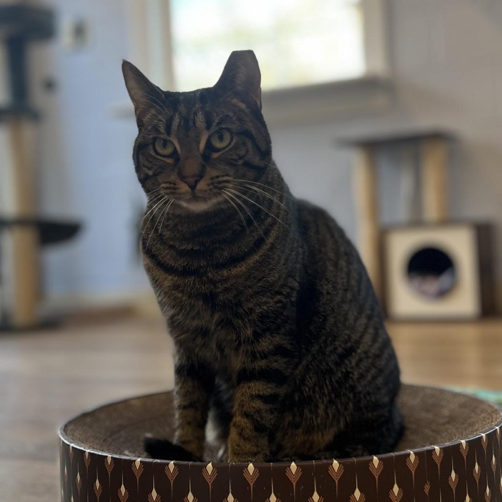 Enlarge Vayda, a Adoptable Domestic Short Hair in Simpsonville, SC image 5/6