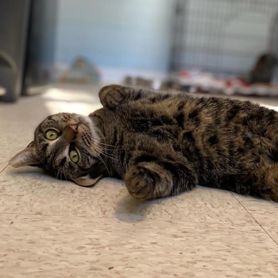 Enlarge Vayda, a Adoptable Domestic Short Hair in Simpsonville, SC image 6/6