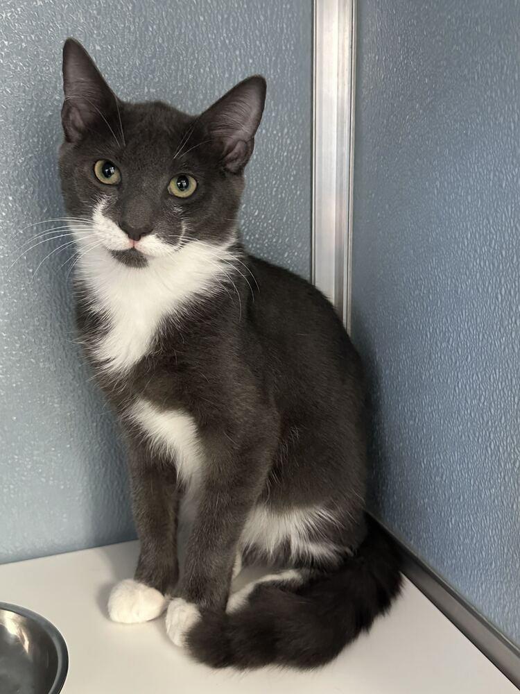 Tailspin, Adoptable, Kitten Male Domestic Short Hair.