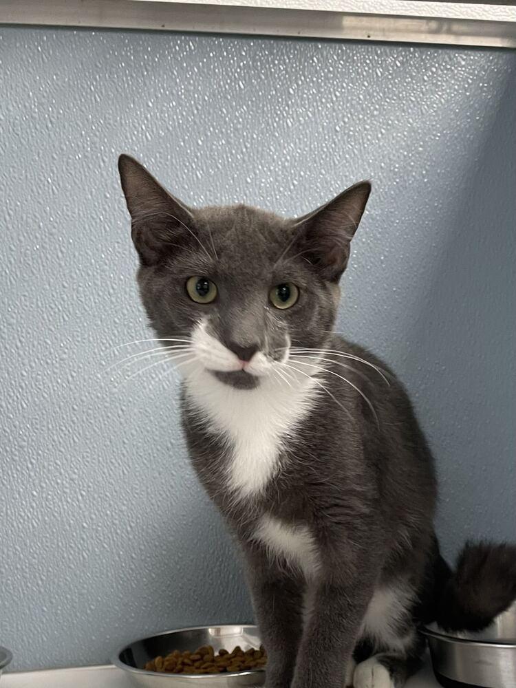 Enlarge Tailspin, a Adoptable mixed breed in Milltown, NJ image 4/4