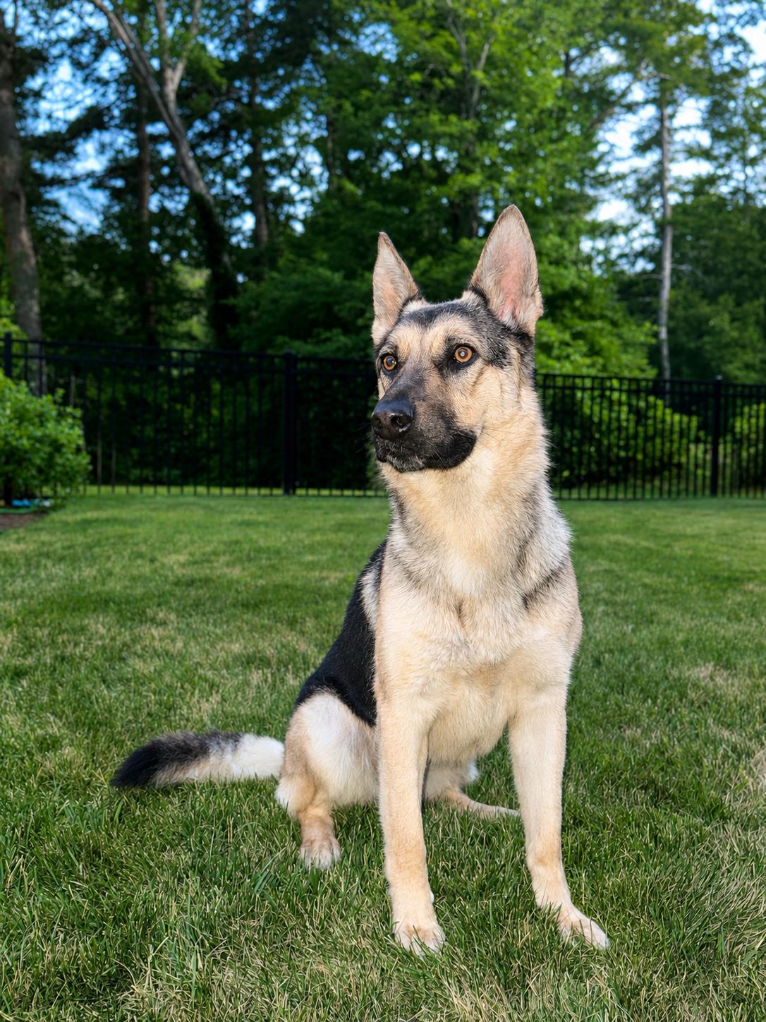 Sadie - sweet, well-mannered and affectionate, an adopted German Shepherd Dog in Putnam, CT image 2/6