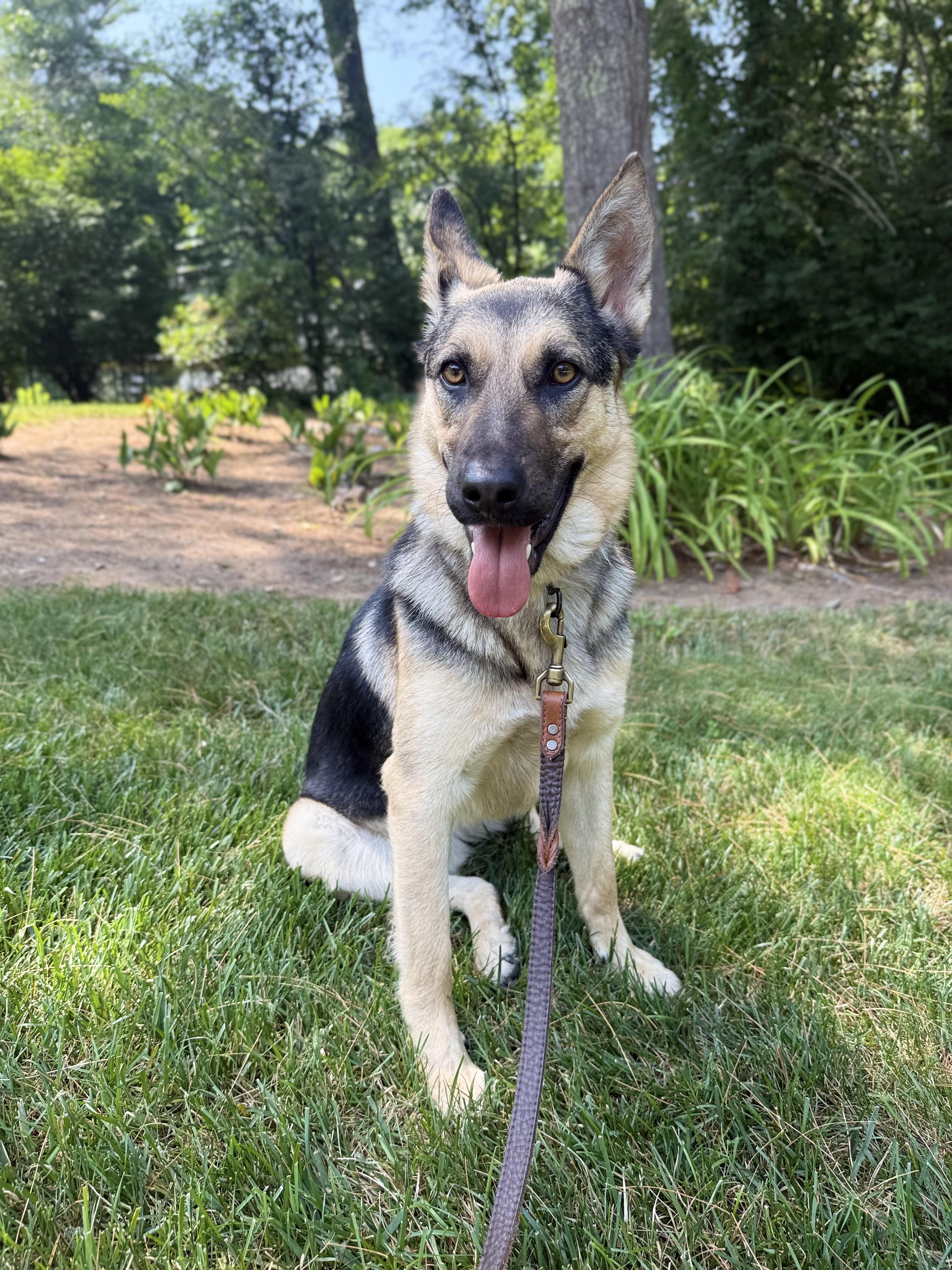 Sadie - sweet, well-mannered and affectionate, adopted, Young Female German Shepherd Dog.