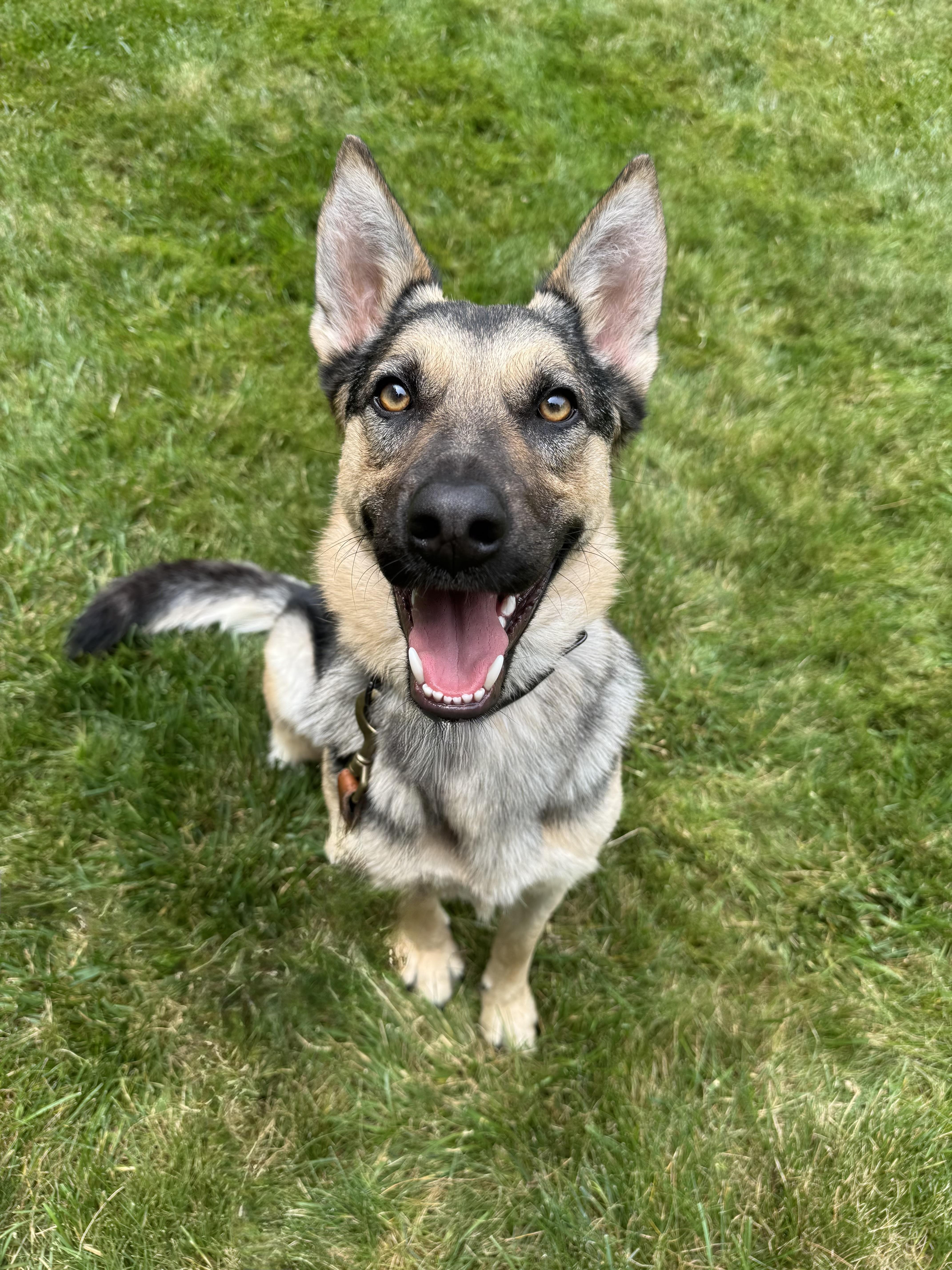 Sadie - sweet, well-mannered and affectionate, an adopted German Shepherd Dog in Putnam, CT image 3/6