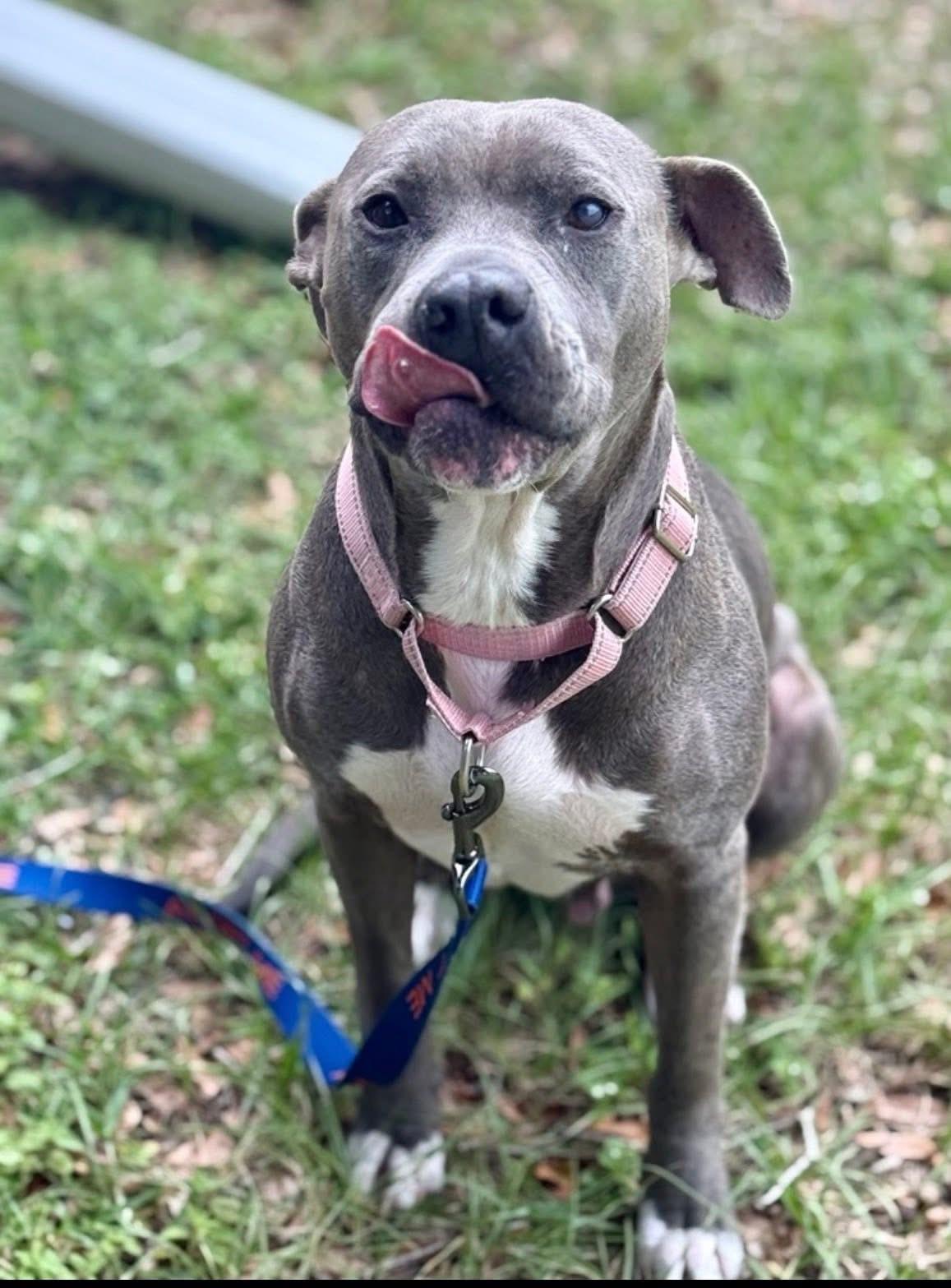 Sunrise, ADOPTABLE, Senior Female American Staffordshire Terrier.