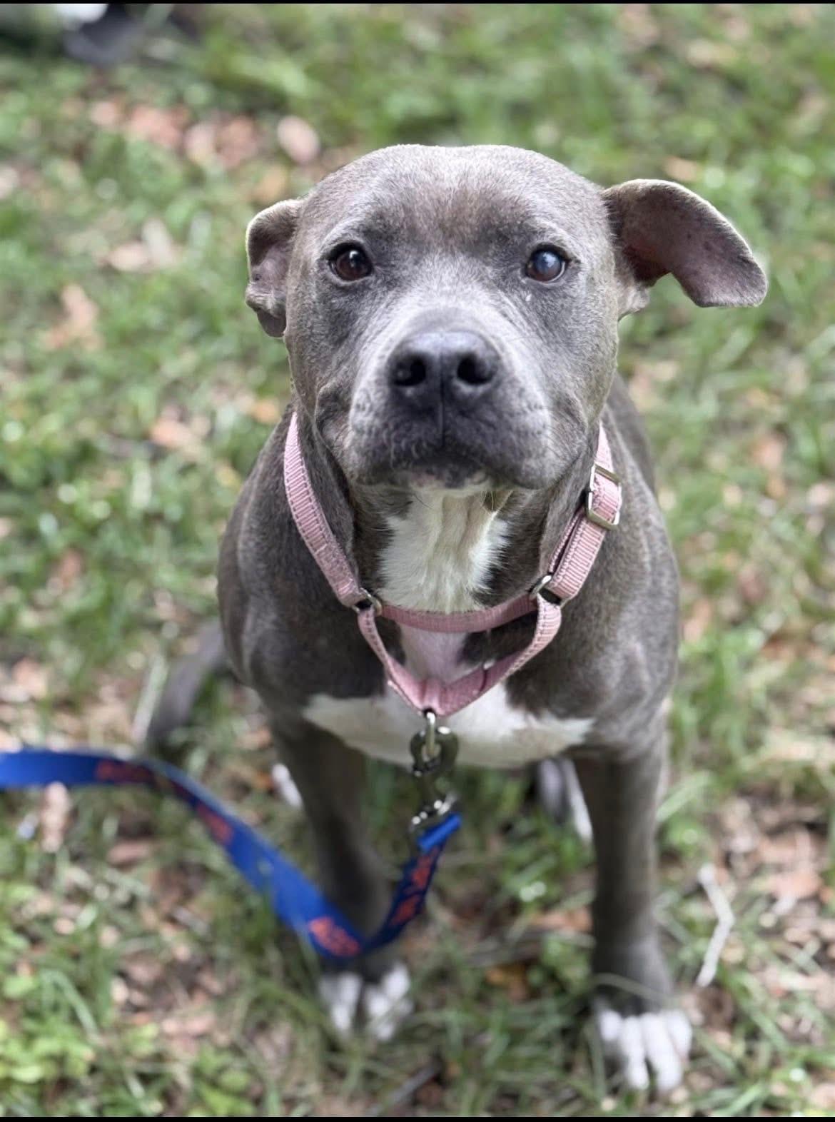 Sunrise, a ADOPTABLE mixed breed in Wildwood, FL image 2/2