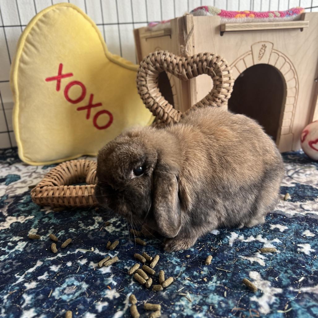 Enlarge Princess, a Adoptable Holland Lop in Miami, FL image 1/5
