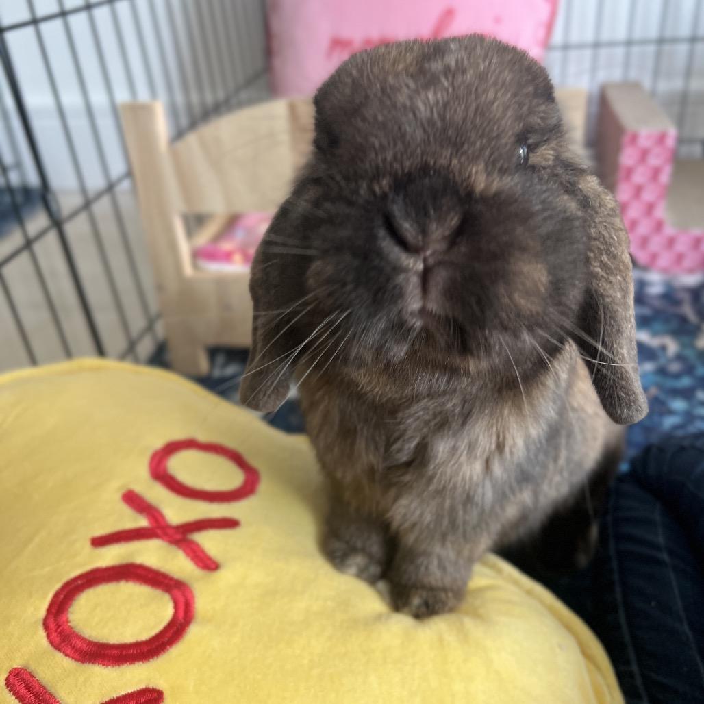 Enlarge Princess, a Adoptable Holland Lop in Miami, FL image 2/5