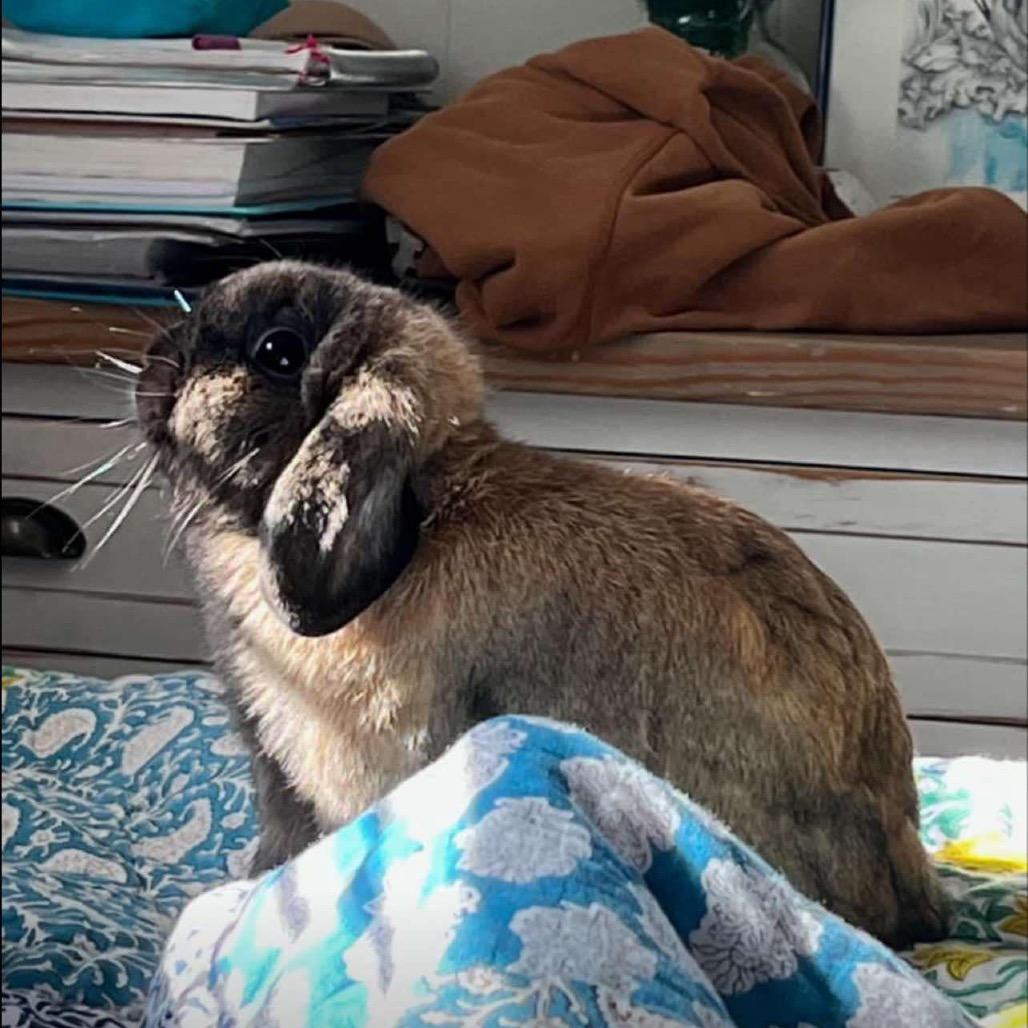 Enlarge Princess, a Adoptable Holland Lop in Miami, FL image 5/5
