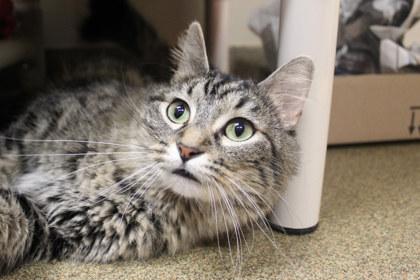 Neoom, a Adoptable mixed breed in Kansas City, MO image 1/3