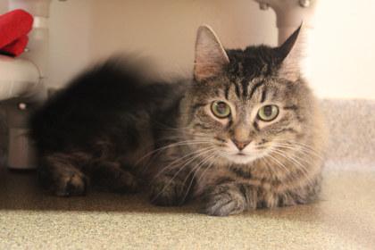 Neoom, a Adoptable mixed breed in Kansas City, MO image 2/3