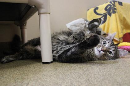 Neoom, a Adoptable mixed breed in Kansas City, MO image 3/3