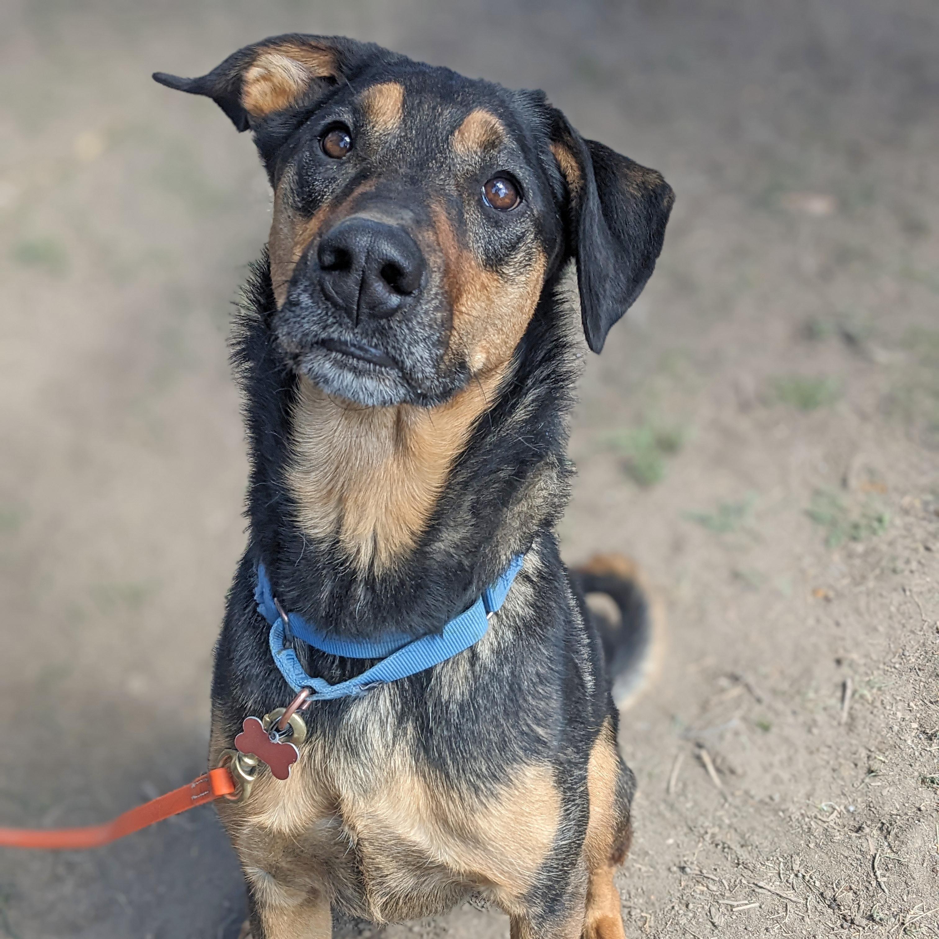 Sutter, an adoptable Mixed Breed in Ridgway, CO, 81432 | Photo Image 2
