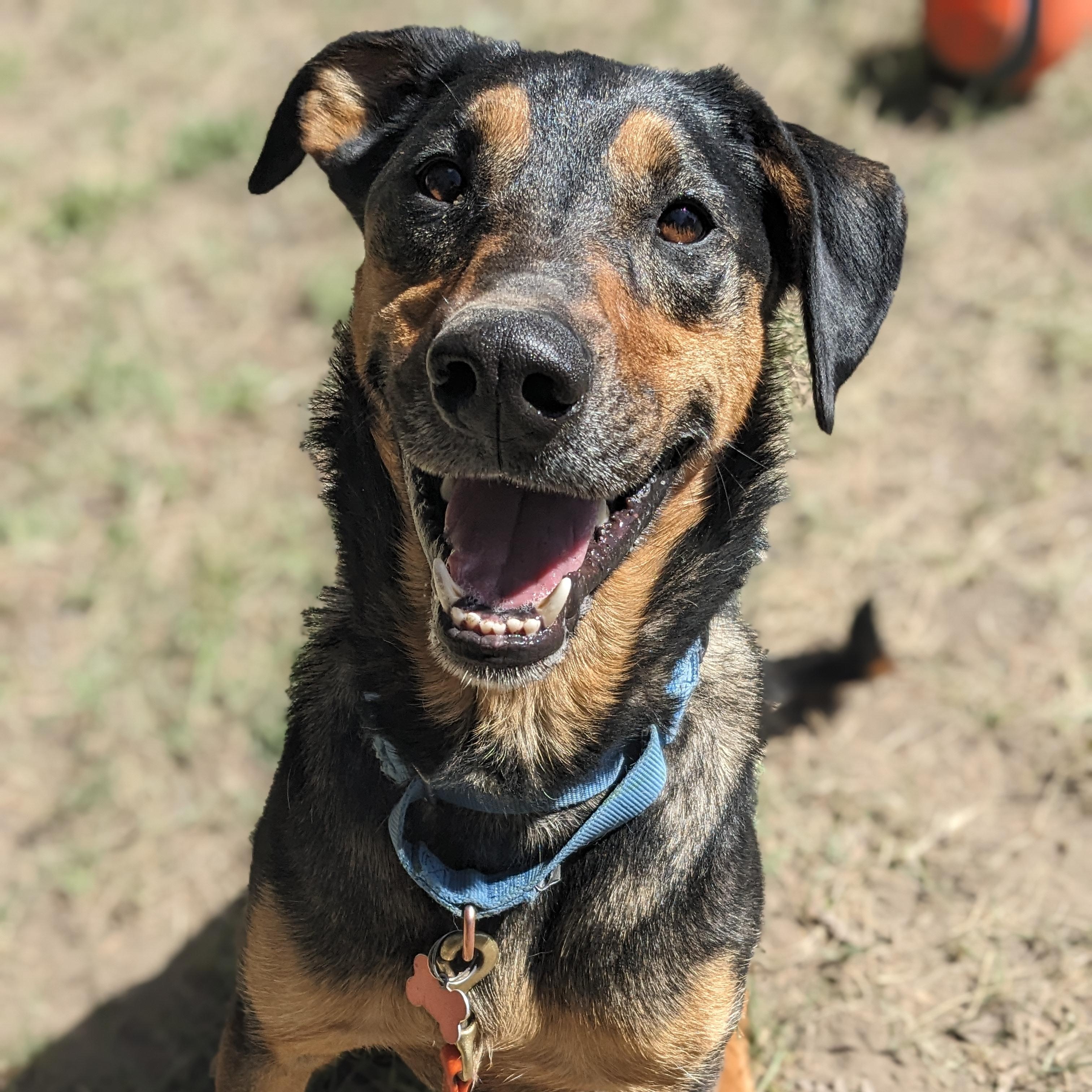 Sutter, an adoptable Mixed Breed in Ridgway, CO image 5/6