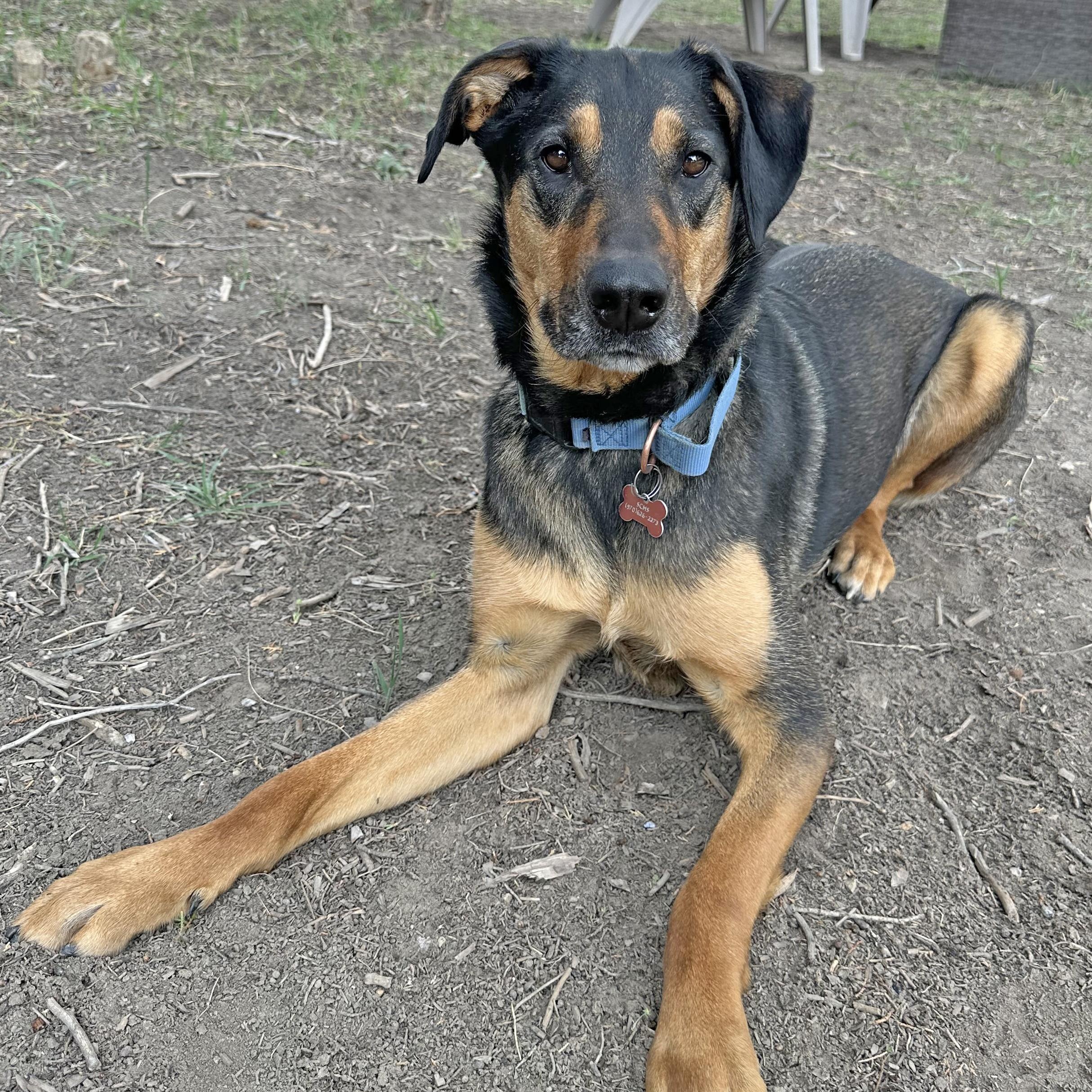 Sutter, an adoptable Mixed Breed in Ridgway, CO, 81432 | Photo Image 5