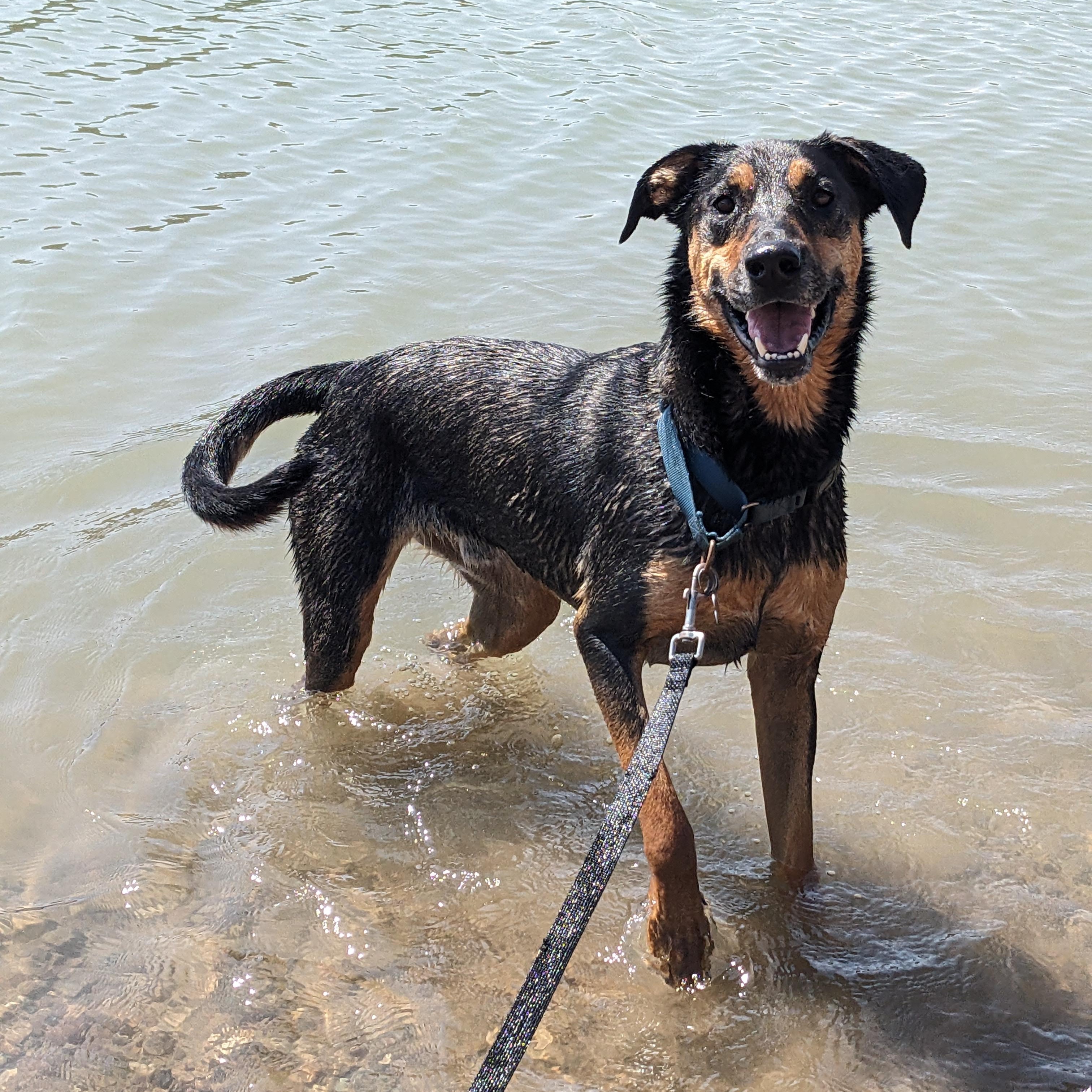 Sutter, an adoptable Mixed Breed in Ridgway, CO image 4/6