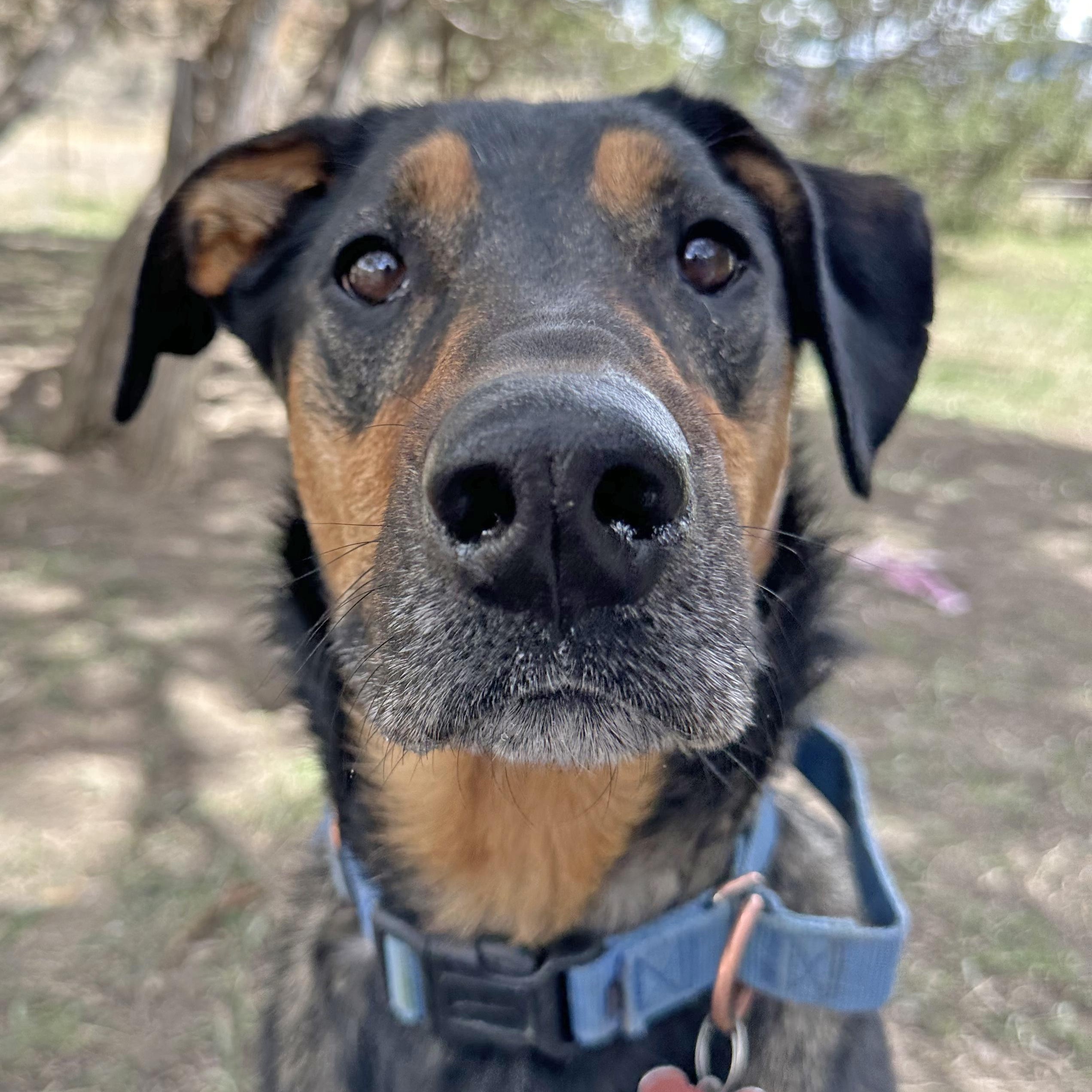 Sutter, an adoptable Mixed Breed in Ridgway, CO, 81432 | Photo Image 6