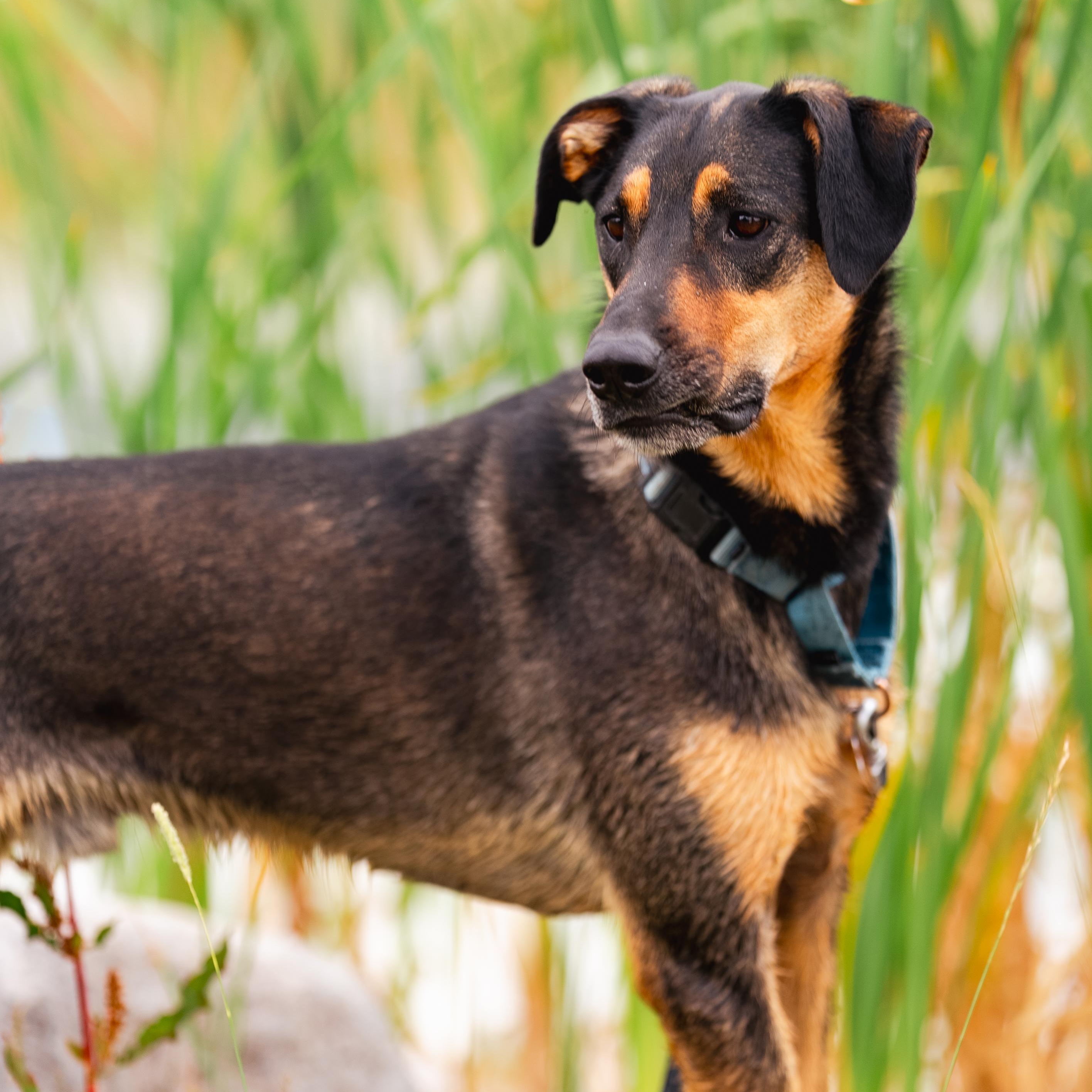 Sutter, an adoptable Mixed Breed in Ridgway, CO, 81432 | Photo Image 1