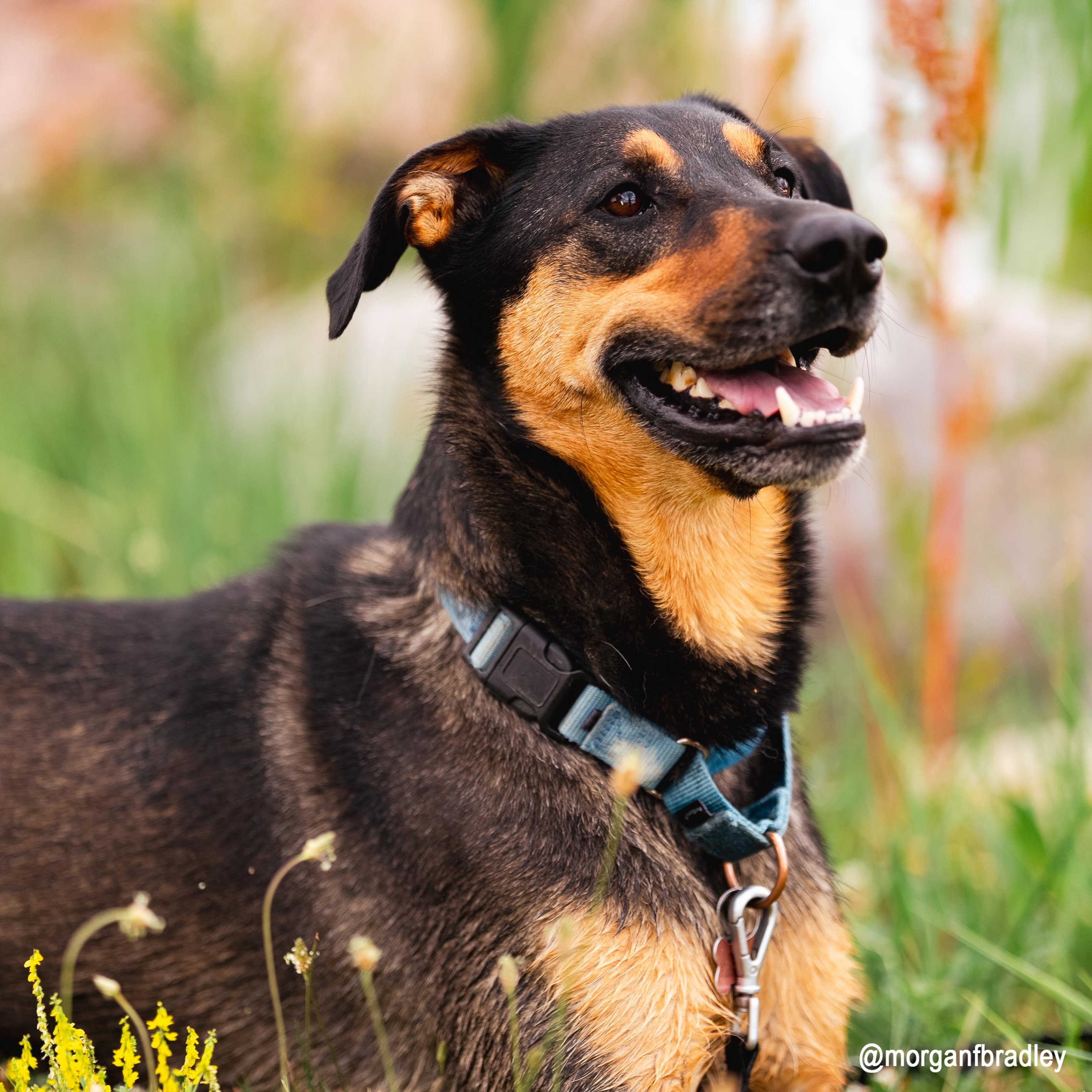 Sutter, an adoptable Mixed Breed in Ridgway, CO, 81432 | Photo Image 3