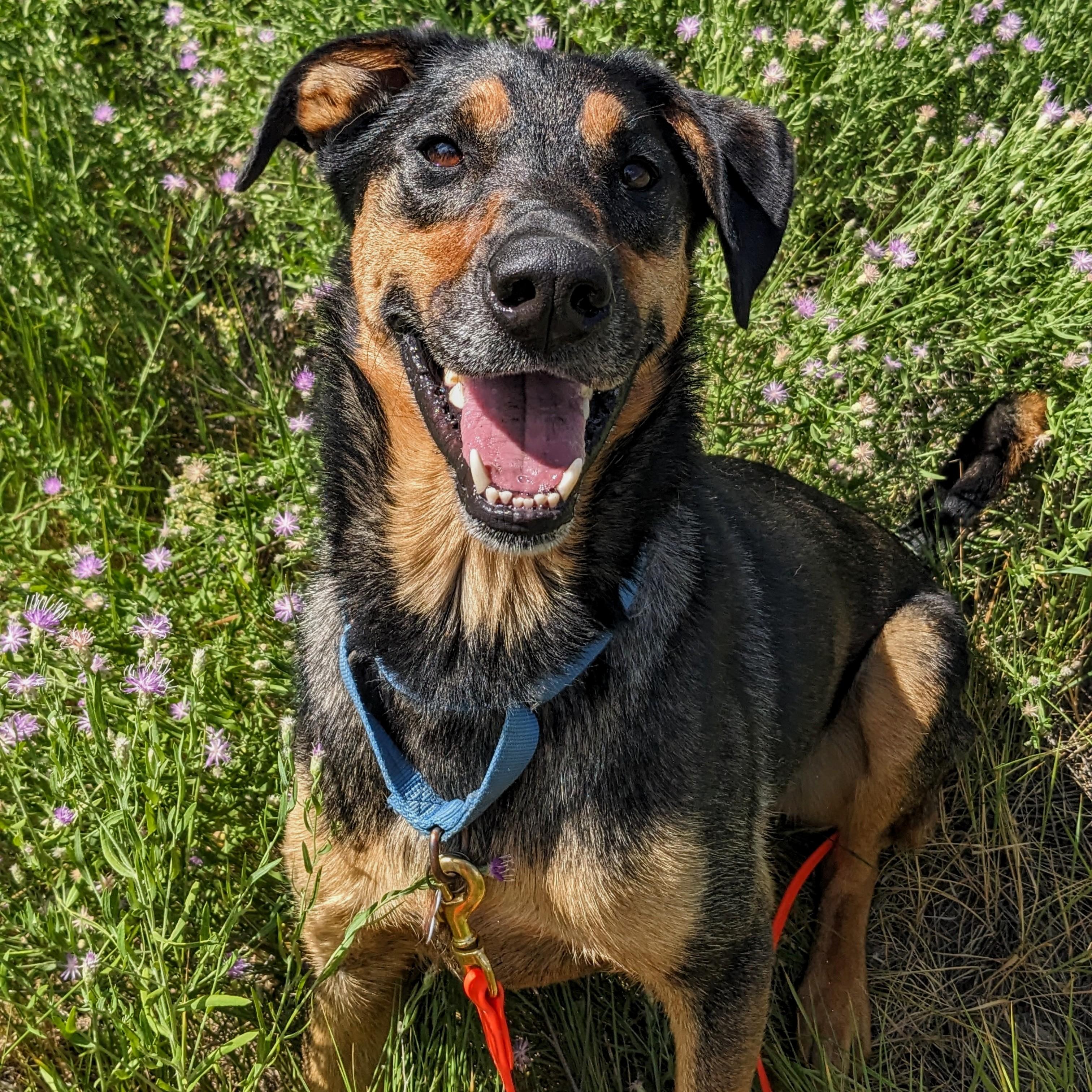 Sutter, adoptable, Adult Male Mixed Breed.
