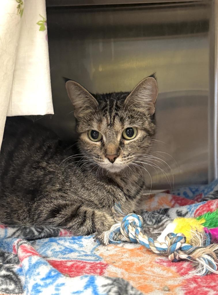 Beans, Adoptable, Young Female Domestic Short Hair.