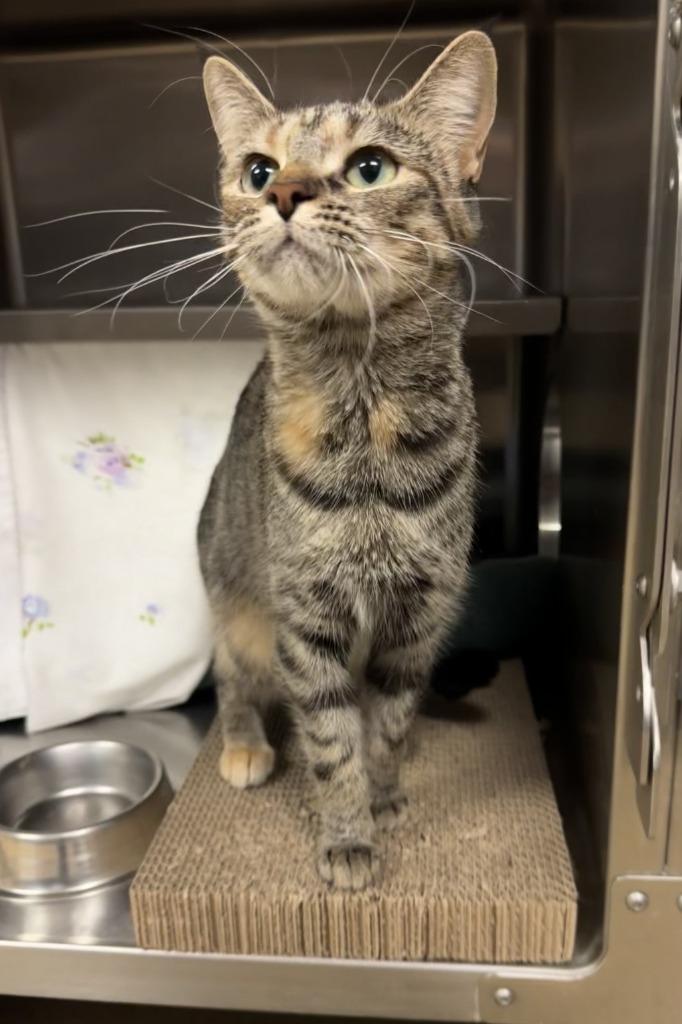 Enlarge Beans, a Adoptable mixed breed in Grand Forks, ND image 2/5