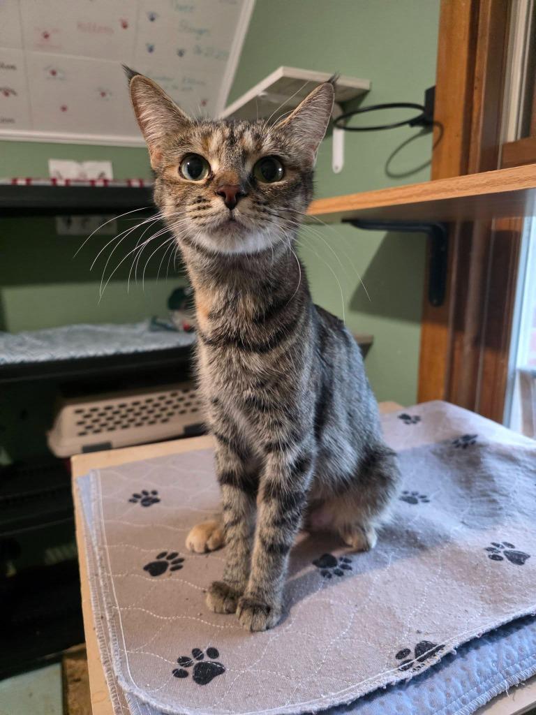 Enlarge Beans, a Adoptable mixed breed in Grand Forks, ND image 3/5