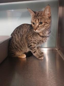 Enlarge Beans, a Adoptable mixed breed in Grand Forks, ND image 2/3