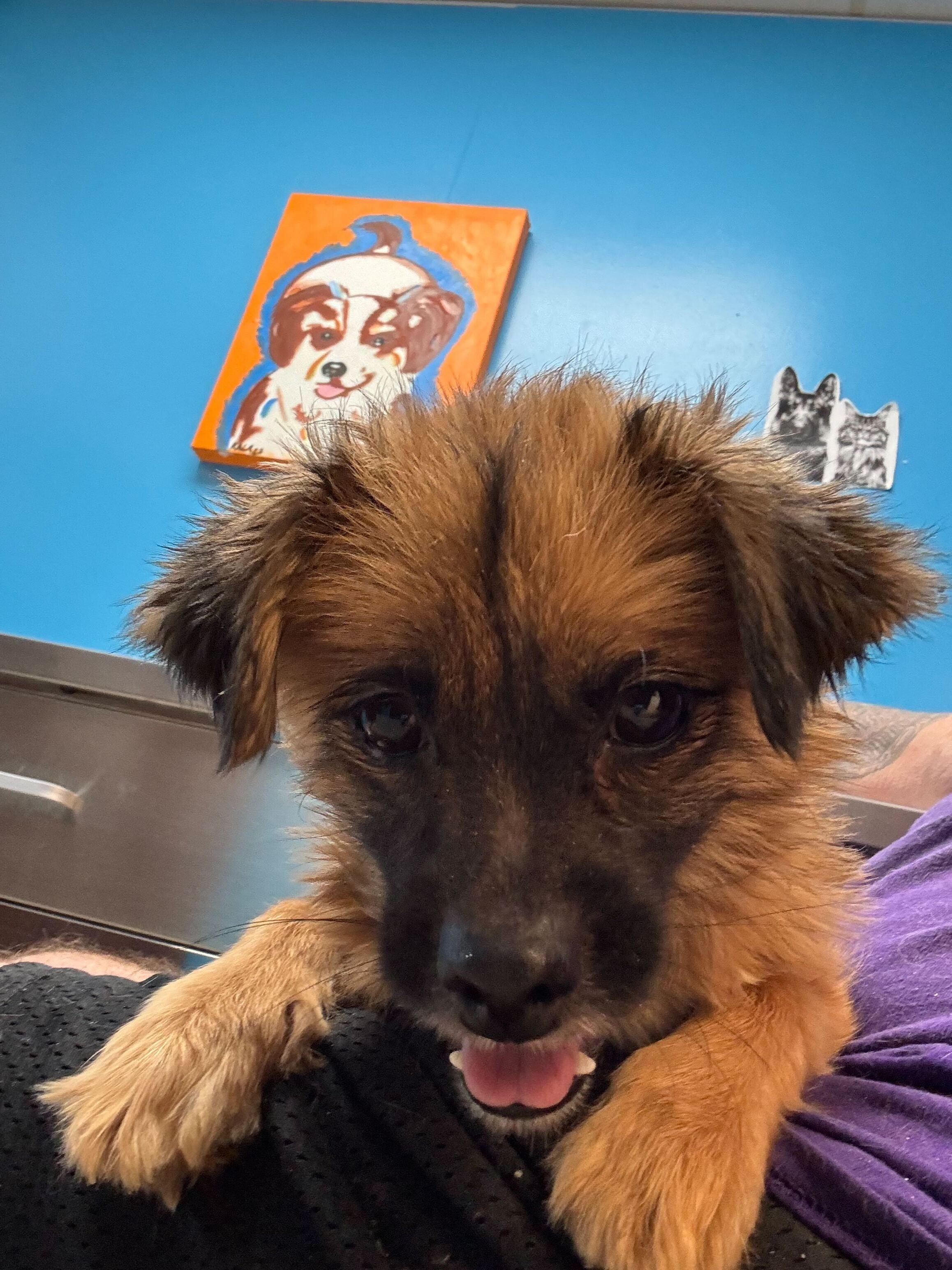 Filipe, ADOPTABLE, Young Male Pekingese.