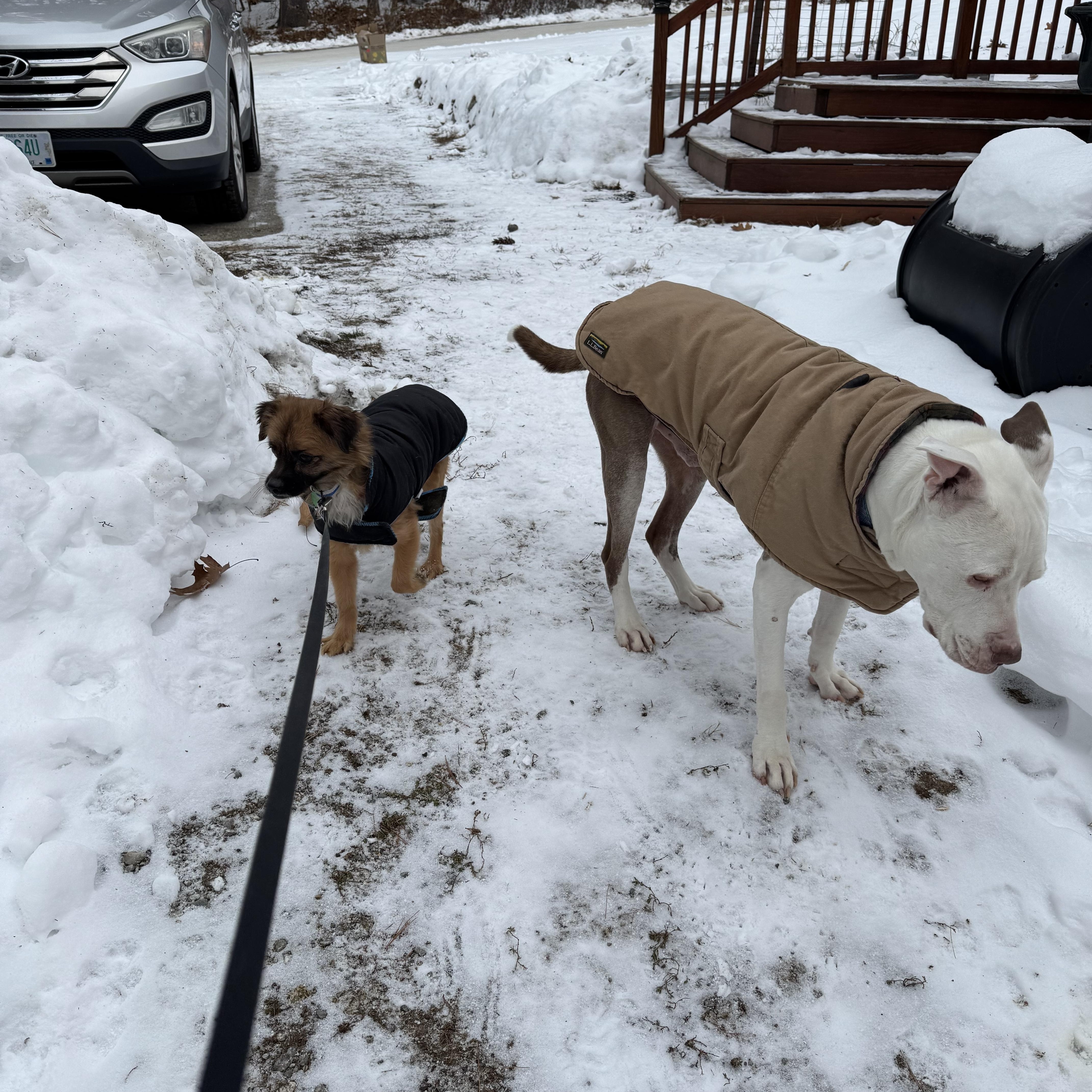 Enlarge Filipe, a ADOPTABLE mixed breed in Weare, NH image 3/6