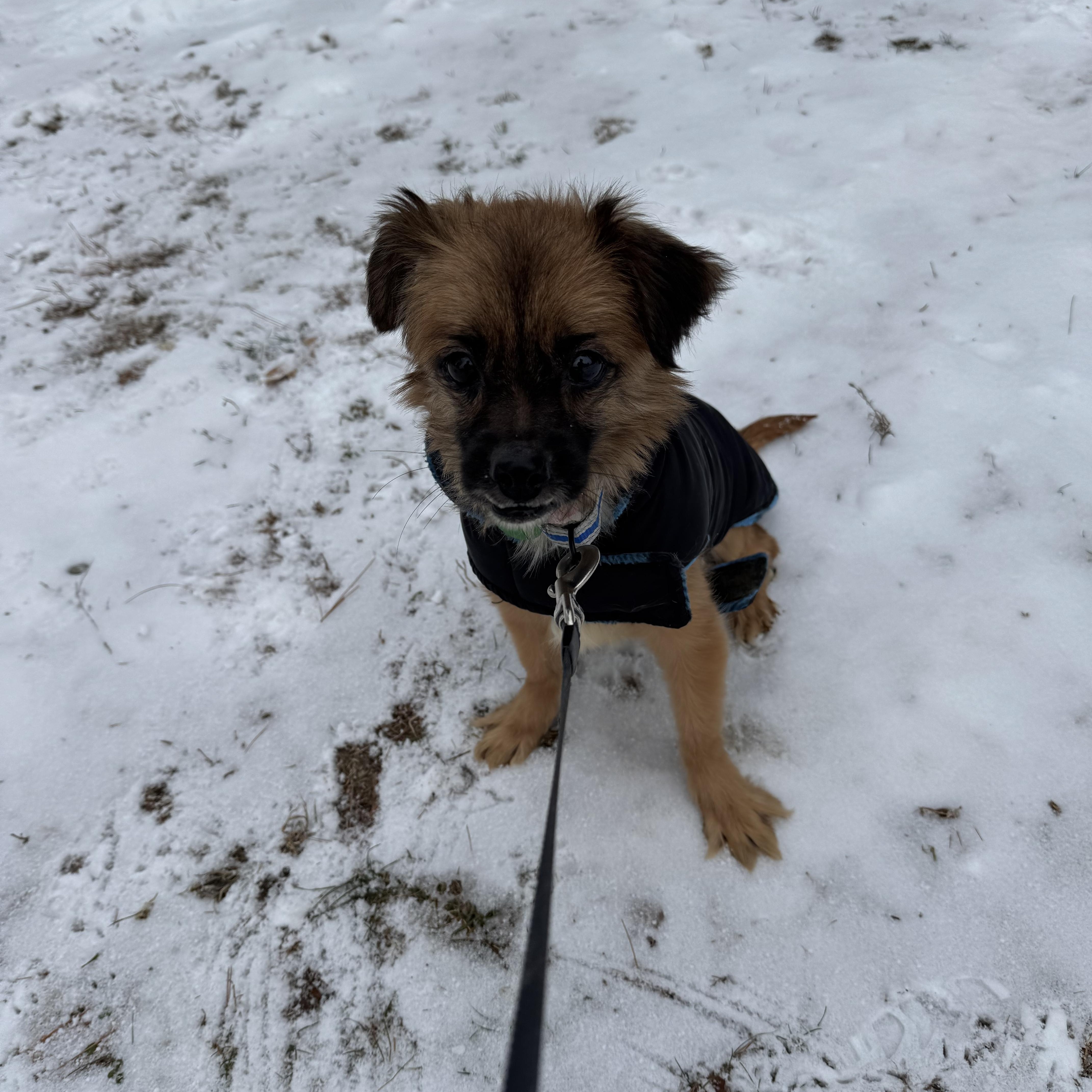 Enlarge Filipe, a ADOPTABLE mixed breed in Weare, NH image 4/6