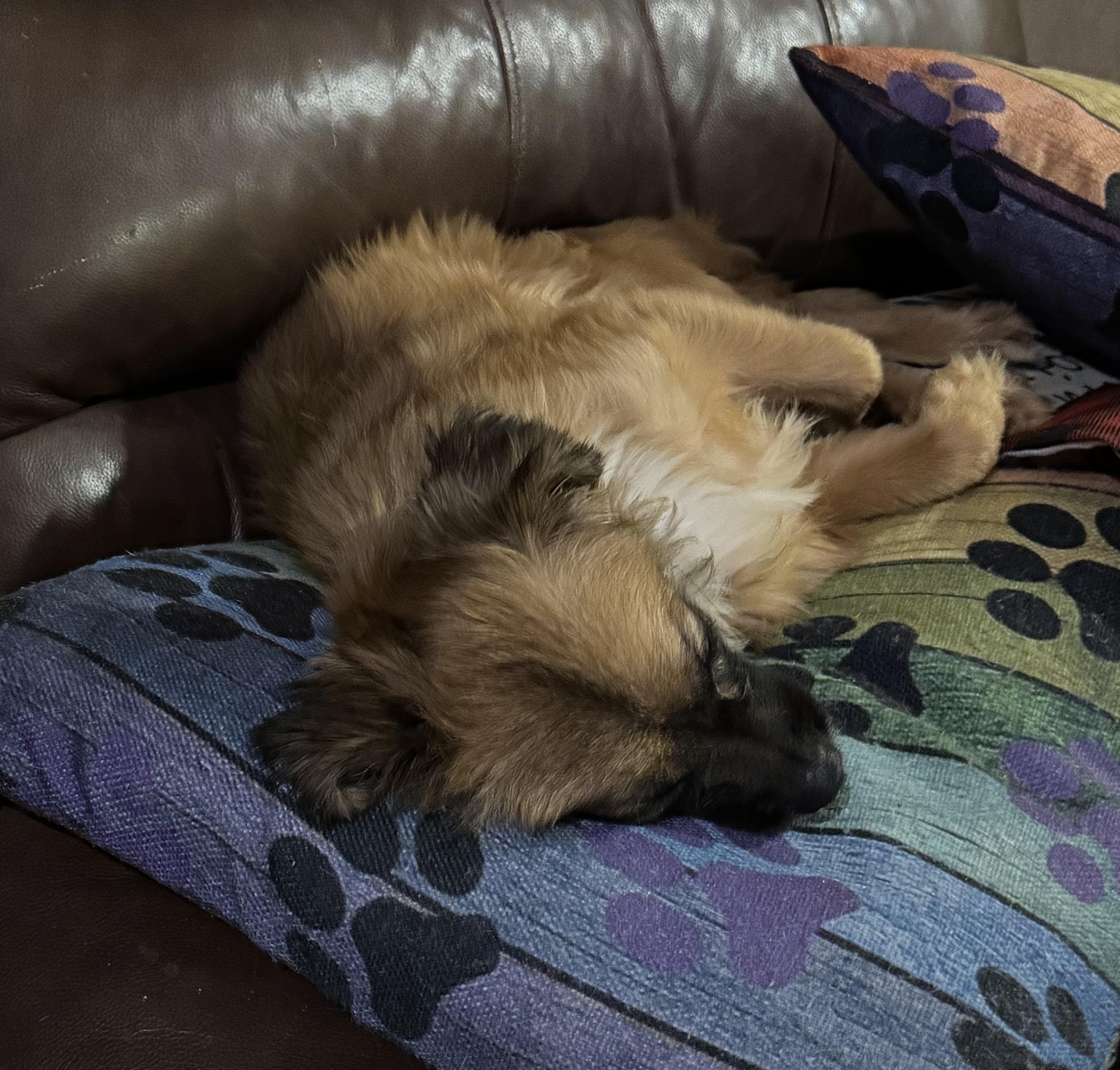 Enlarge Filipe, a ADOPTABLE mixed breed in Weare, NH image 5/6