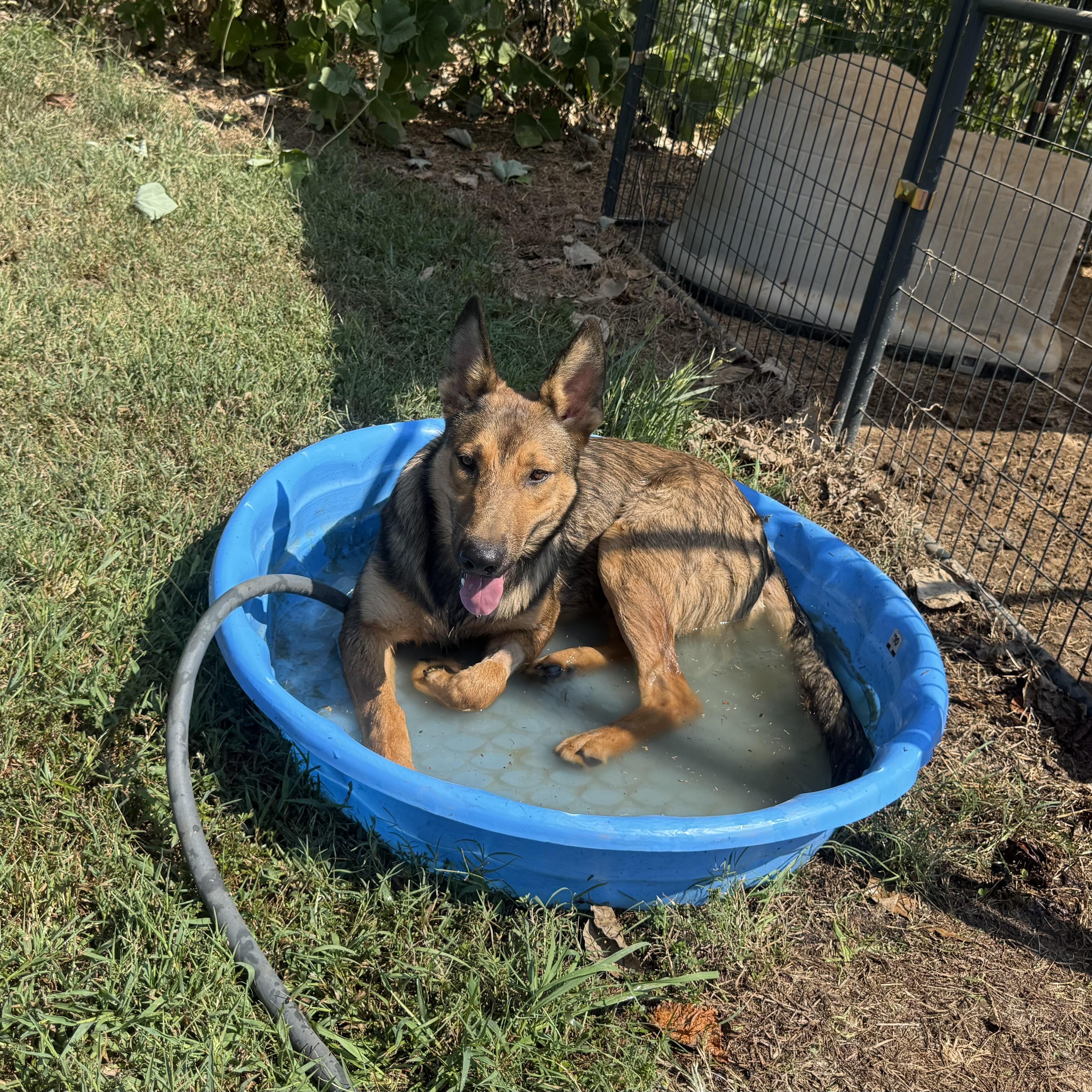 Enlarge Scoobie Too, a Adopted mixed breed in Grove City, OH image 2/6