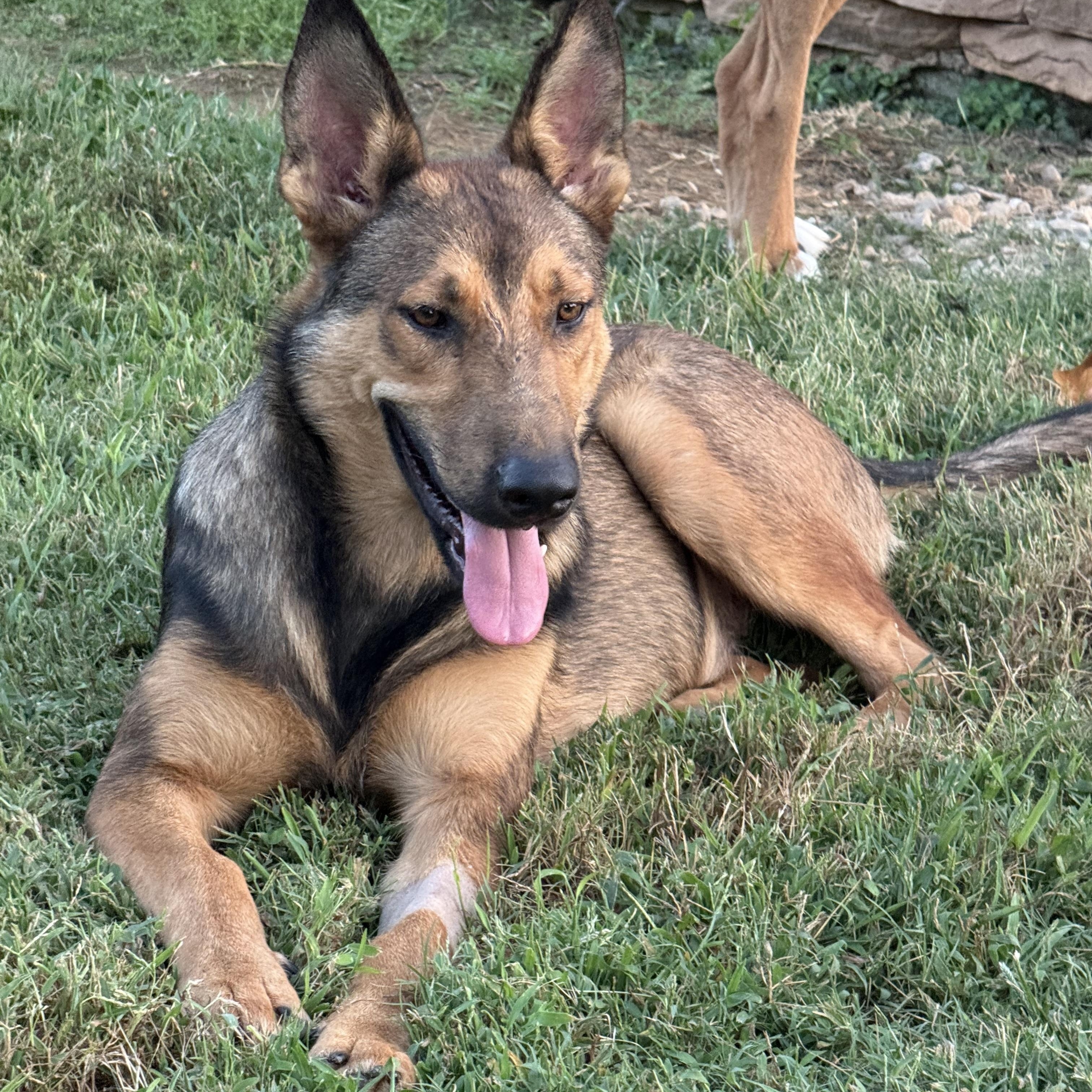 Scoobie Too, Adopted, Young Male German Shepherd Dog.