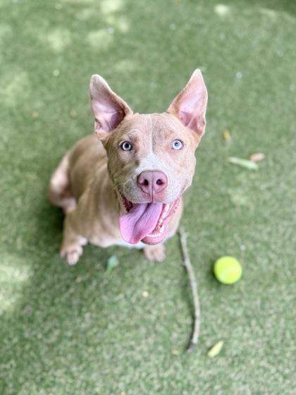 Kim K, a Adoptable mixed breed in Picayune, MS image 1/3