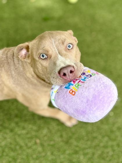 Kim K, a Adoptable mixed breed in Picayune, MS image 2/3