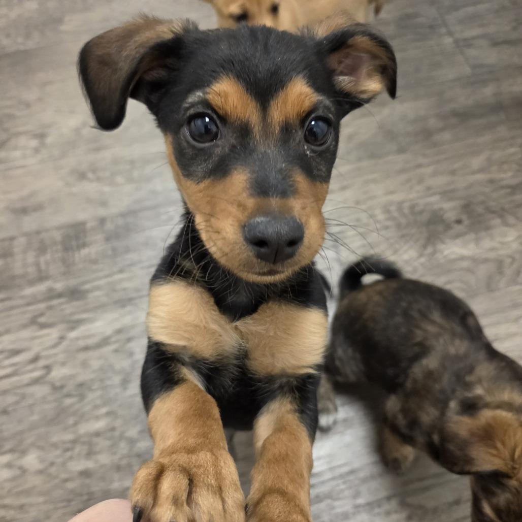 Mox, Adoptable, Puppy Male Chihuahua.