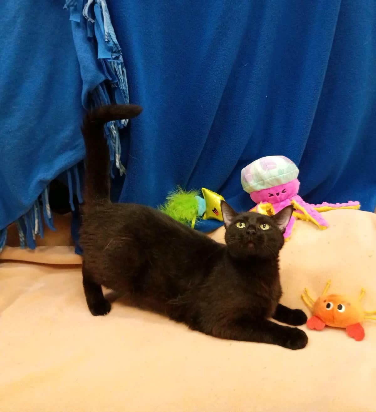 Enlarge Chicky, a Adoptable Domestic Short Hair in Pueblo, CO image 2/2