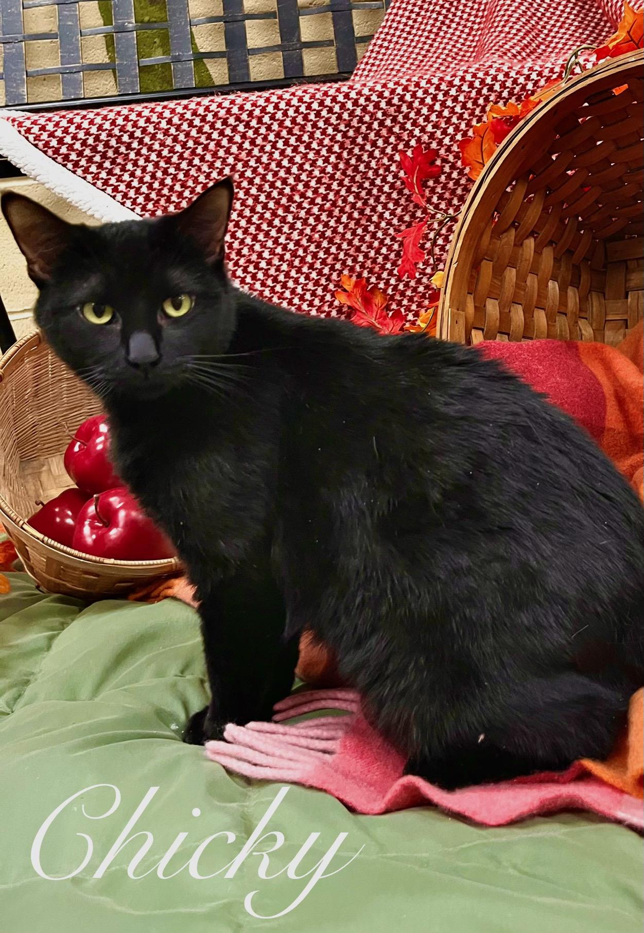 Chicky, Adoptable, Young Female Domestic Short Hair.
