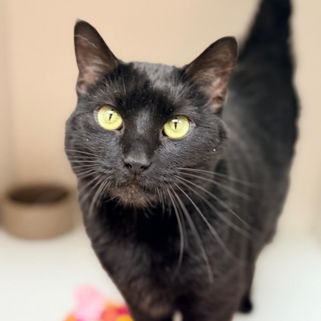 Calliope, Adoptable, Adult Female Domestic Short Hair.