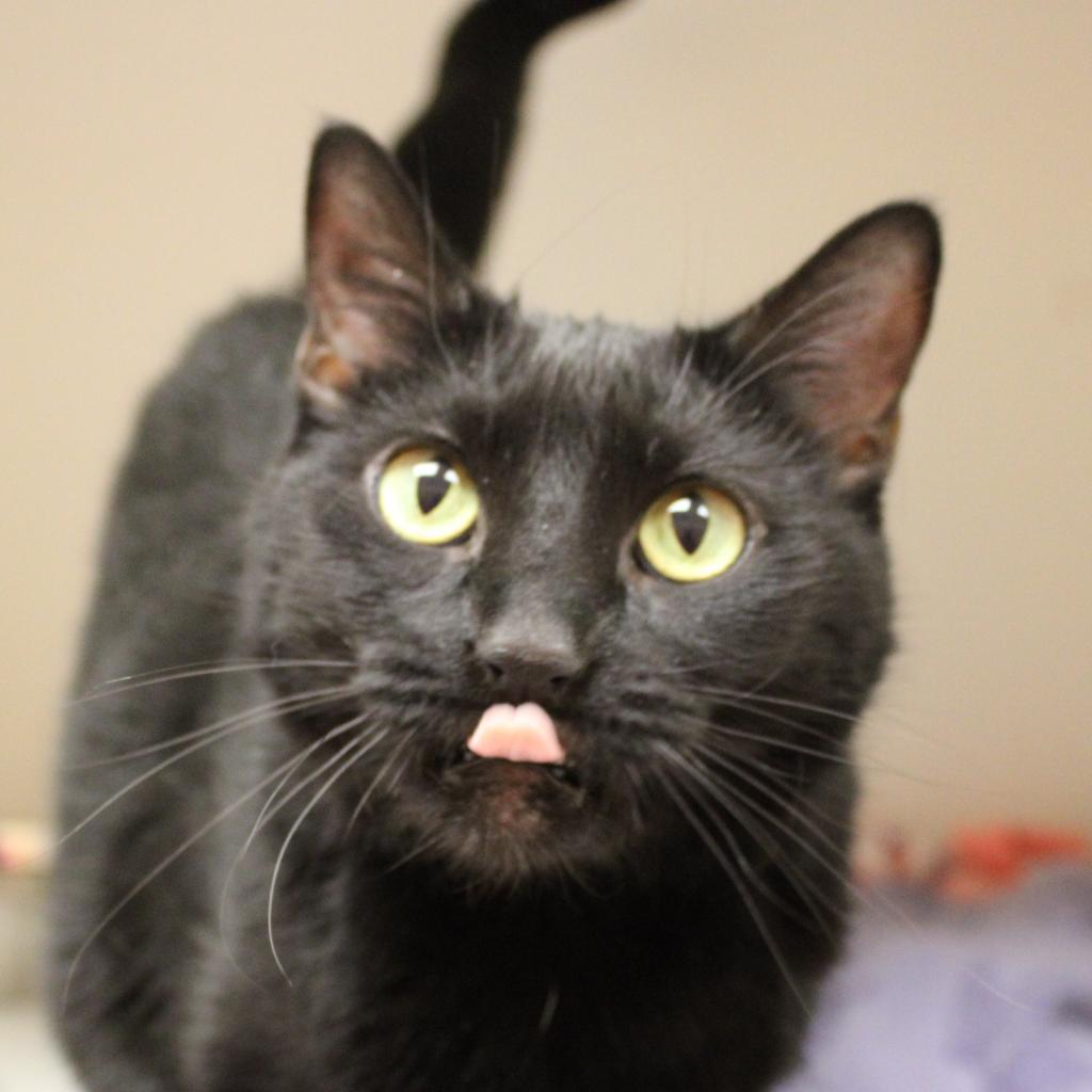 Calliope, a Adoptable Domestic Short Hair in Champaign, IL image 1/2