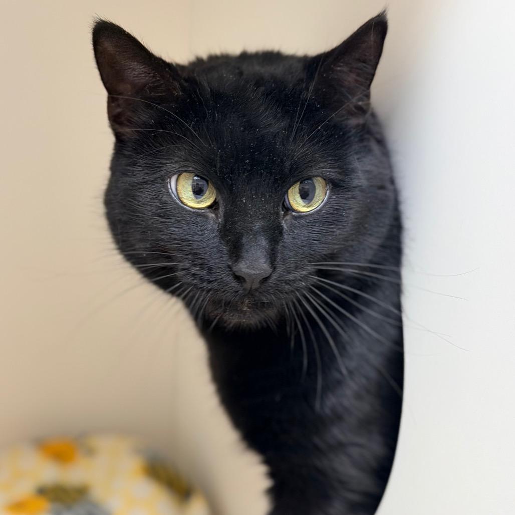 Calliope, a Adoptable Domestic Short Hair in Champaign, IL image 2/2