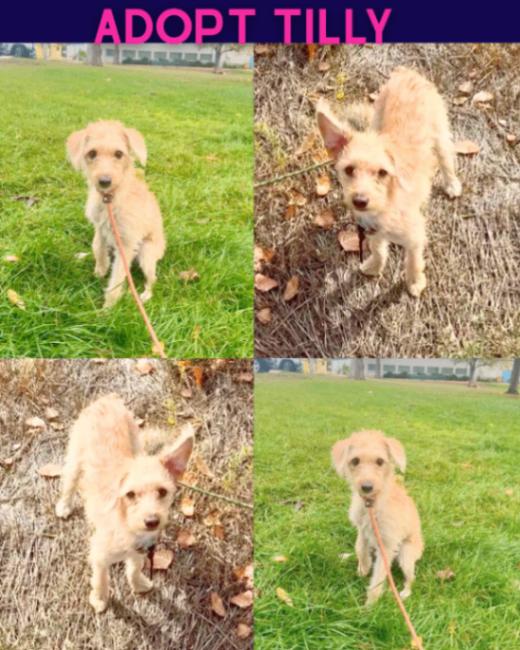 Enlarge Tilly, a Adoptable mixed breed in Boulder, CO image 2/4