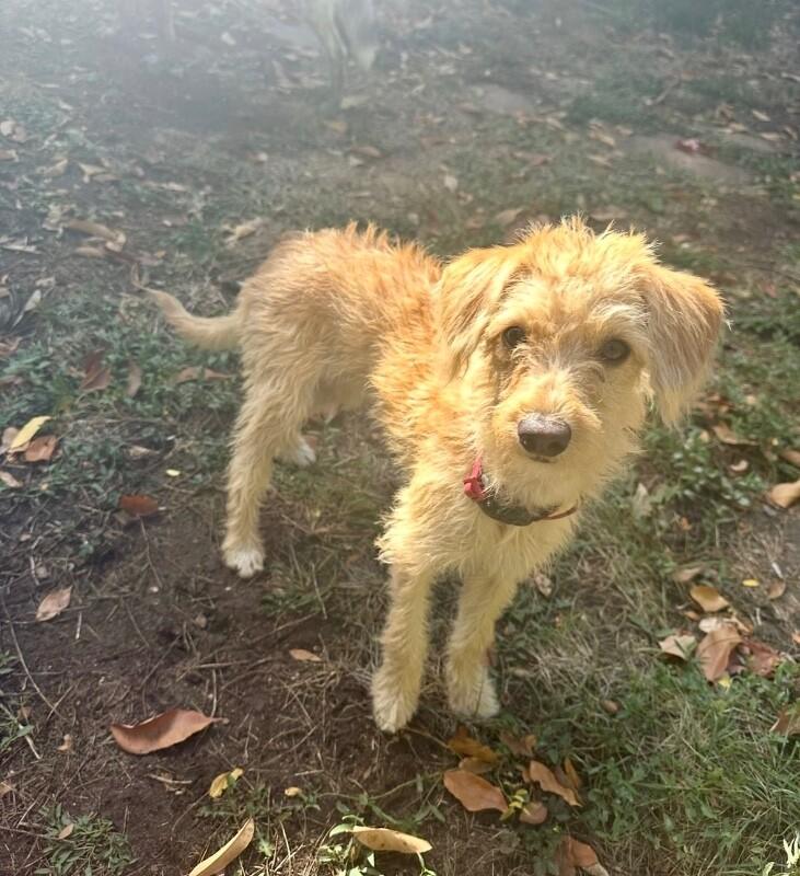 Enlarge Tilly, a Adoptable mixed breed in Boulder, CO image 3/4