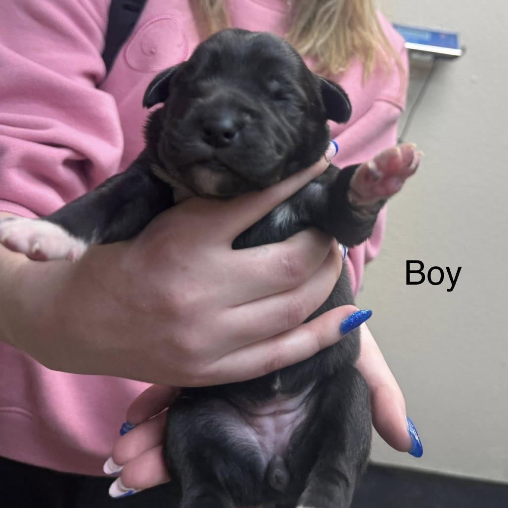 Enlarge puppy1_2_3_4_5_6, a Adoptable mixed breed in Collinsville , OK image 4/6