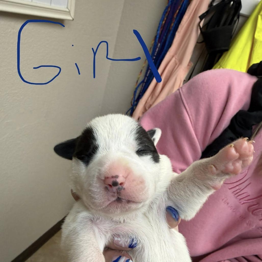 Enlarge puppy1_2_3_4_5_6, a Adoptable mixed breed in Collinsville , OK image 6/6