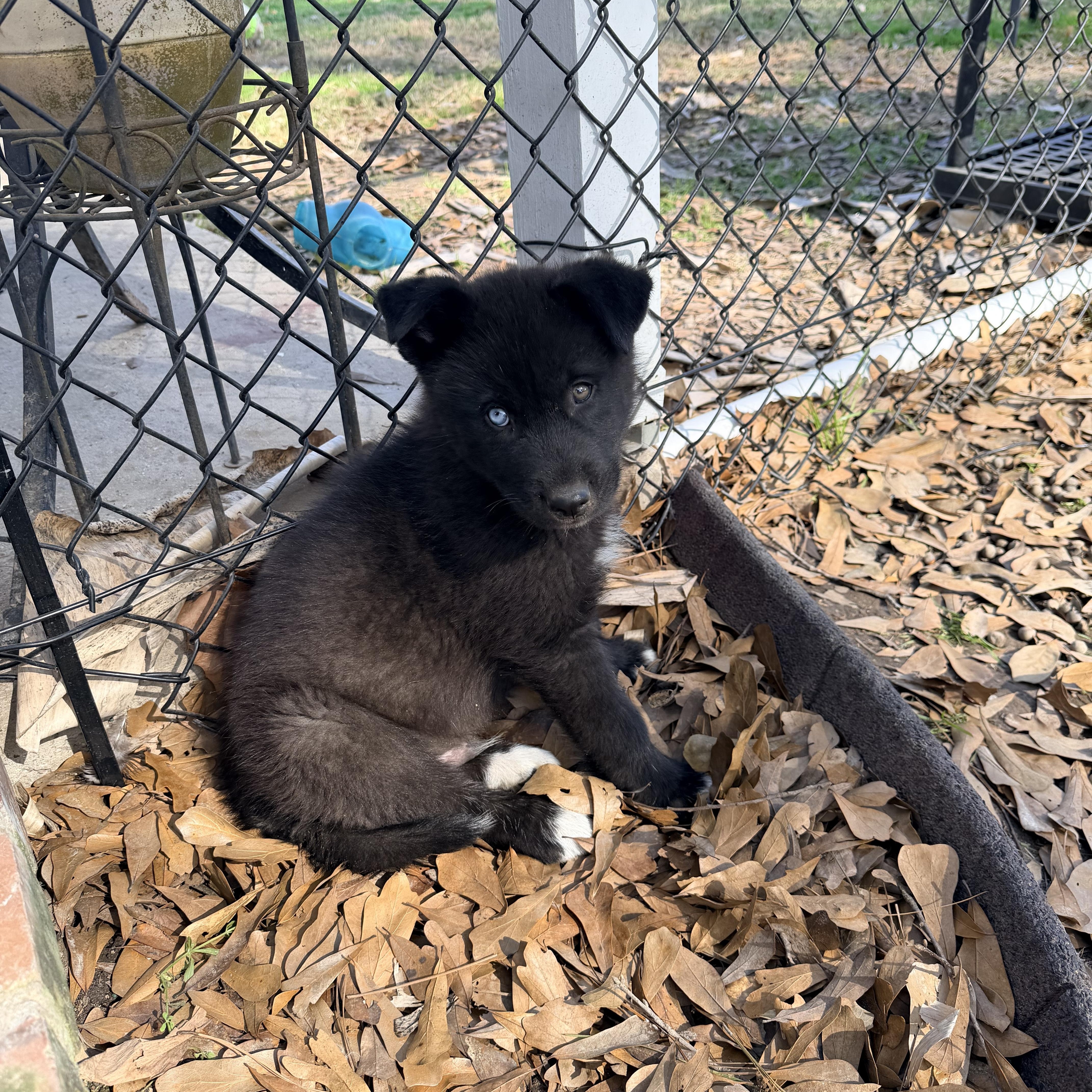 Enlarge Denali, an adopted mixed breed in Baker, LA image 6/6